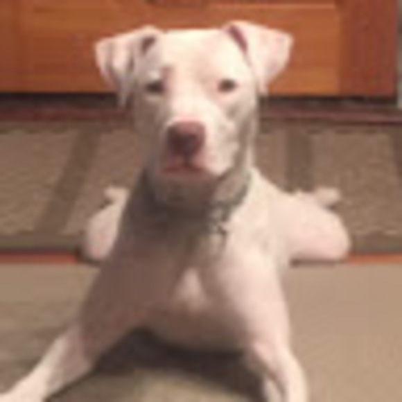 Meet your Posher, Josefina - Picture 1 of 1